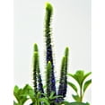 thumbnail image 5 of Expert Gardener Outdoor Live Plant Veronica Speedwell Royal Candles Purple 2.5QT, Sun, 5 of 7