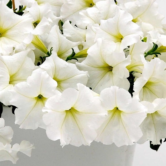 Easy Wave Series Petunia White Color ~10 Seeds – Trailing Annual – Non-GMO, Pelleted – 98-105 Days – Hanging Basket & Bedding Flower – Full Sun – Multicolor Options