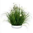 thumbnail image 1 of Vickerman 25 Pouces Crème Cosmos Herbe en Pot - FV190425, 1 of 2