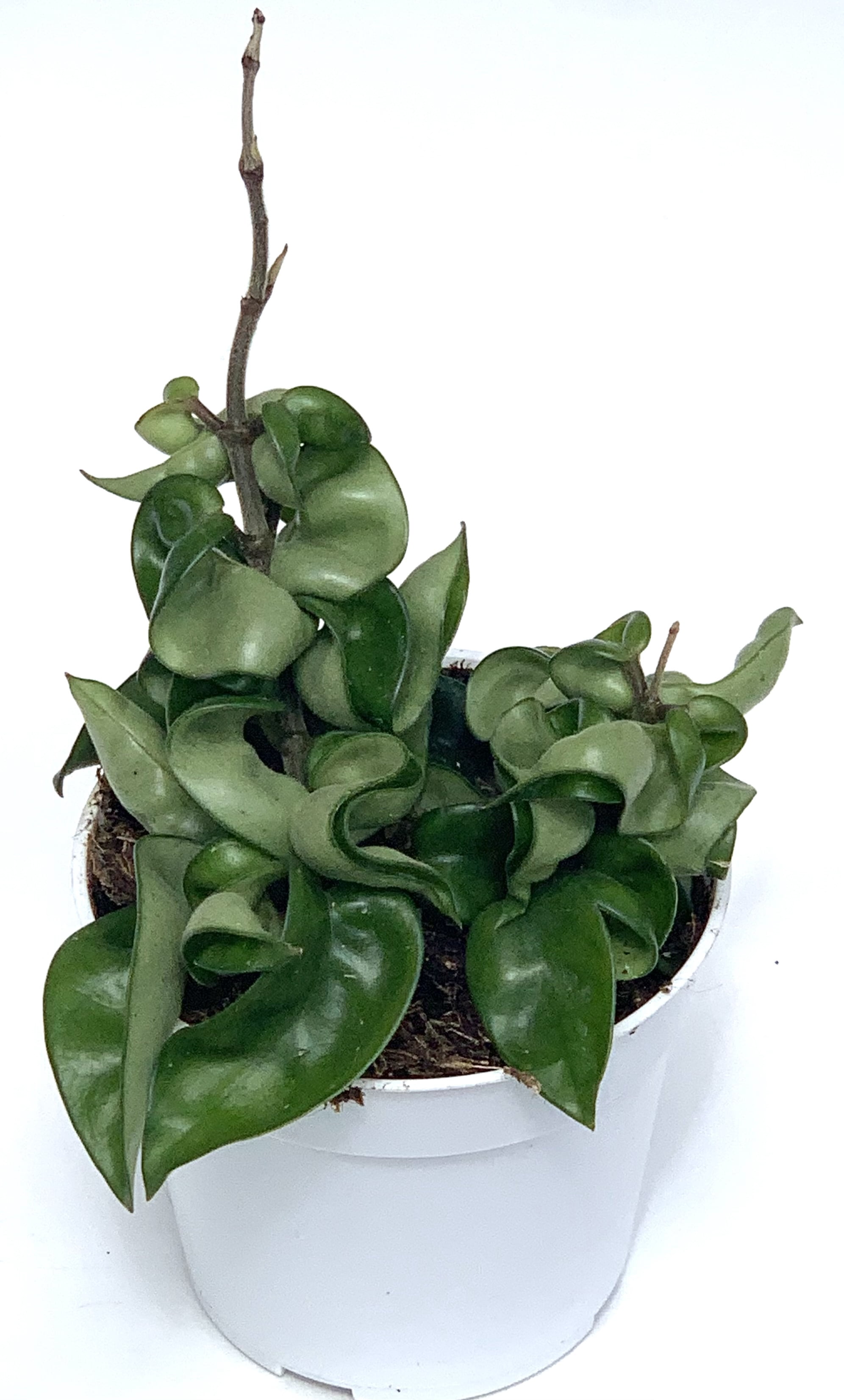 Hoya Hindu Rope House Plant Live Potted