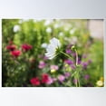 thumbnail image 2 of Cosmos In The Garden Poster Wall Art, Modern Wall Decor For Living Room Bedroom, 16x24 UNFRAMED, 2 of 3