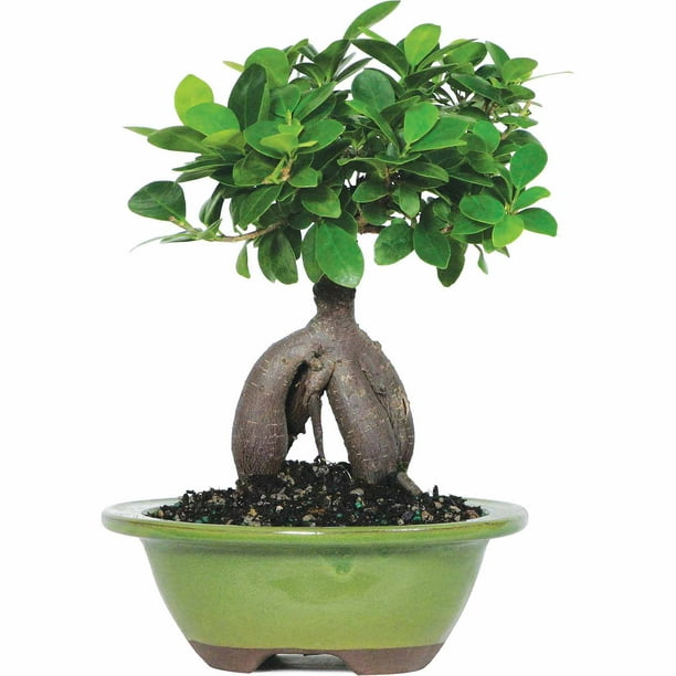 Brussel's Ginseng Grafted Ficus Bonsai Small (Indoor)