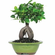 Angle View: Brussel's Ginseng Grafted Ficus Bonsai - Small - (Indoor)