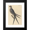 thumbnail image 2 of Mark Catesby 11x14 Black Modern Framed Museum Art Print Titled - The Swallow Tail Hawk (Falco Furcatus) (1754), 2 of 5