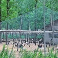 thumbnail image 4 of Heavy Anti Bird Netting Net Garden Fence And Crops Protective Fencing Mesh Anti Bird Deer Cat Dog Chicken Net Fishing Net-hao, 4 of 5
