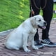 thumbnail image 3 of Correa para perros, correa de entrenamiento para perros con cuerda deslizante, correa de entrenamiento para mascotas trenzada, 3 of 5
