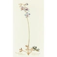 thumbnail image 3 of Margaret Armstrong 10x14 Black Modern Framed Museum Art Print Titled - Foothills Larkspur (1915), 3 of 5