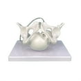 thumbnail image 2 of Milue Female Pelvis Model with Fetal Midwifery Teaching Models for Educational, 2 of 7