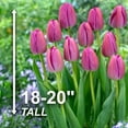 thumbnail image 4 of Garden State Bulb Darwin Hybrid Purple Pride Tulip Flower Bulbs, 12/+ cm (Bag of 250), 4 of 8