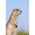 thumbnail image 2 of Richardsons Ground Squirrel   In Grass  Oak Hammock Marsh  Manitoba Poster Print, 2 of 2