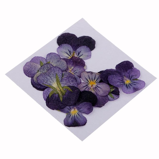 Variedad de hojas prensadas/secas para scrapbooking, tarjetas, manualidades, bricolaje Flores violetas