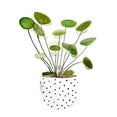 thumbnail image 2 of Wang, Melissa 15x18 White Modern Wood Framed Museum Art Print Titled - Plant in a Pot II, 2 of 4
