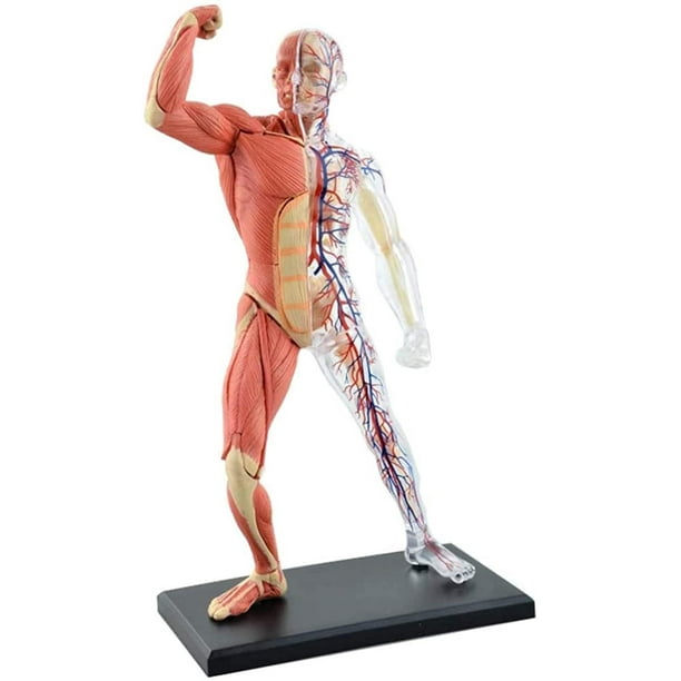 Modèle de squelette anatomique Peahefy, modèle de squelette humain