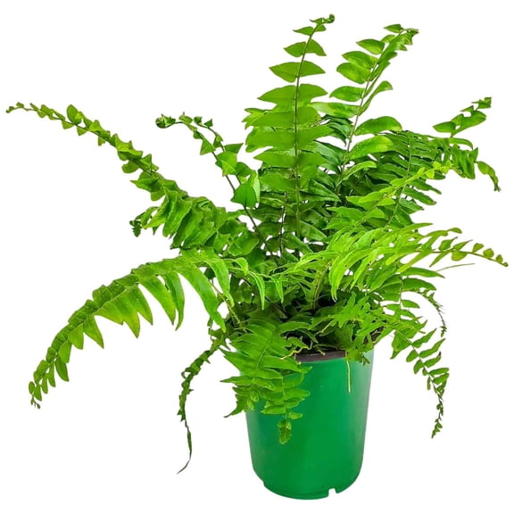 Tropical Plants of Florida 14" to 18" Macho Fern Plant; Sword Fern, Green, Partial Shade, 1 Gallon