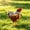 Black BK, variant on AuroraX Waterproof Chicken Saddle for Hens Poultry Protective Vest Breathable Adjustable Durable Easy Clean Backyard Hen Supplies Black