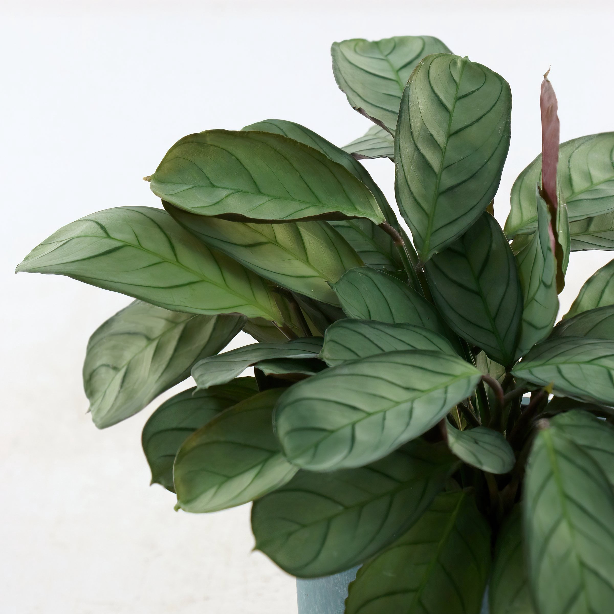 4 in. Calathea Amagris Plant in Grower Container (3-Pack)