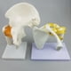 thumbnail image 2 of Modelo de Articulación Del Hombro con Ligamentos Funcionales, Modelo Anatómico , Tamaño Natural, 6.69 X 5.91 X 7.09 Pulgadas, 2 of 6