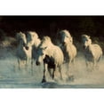 thumbnail image 3 of Walker, Carol 14x11 Black Modern Framed Museum Art Print Titled - White Running Horses, 3 of 5