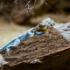 thumbnail image 4 of WORGEOUS Fondo de tanque de reptil Terrario Terrario REPTILE REPTILE REPTILE REPTILE DE REPTILE, 4 of 7