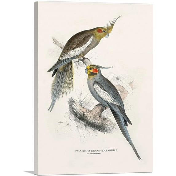 ARTCANVAS New Holland Parakeet 1832 Canvas Art Print by Edward Lear - Size: 26" x 18" (1.50" Deep)