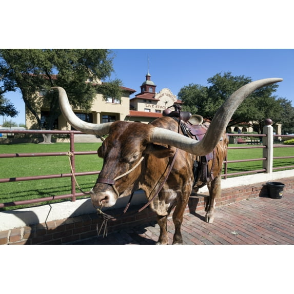 Print: A Longhorn Cow, Awaiting A Roundup (For Tourists' Benefit) In The