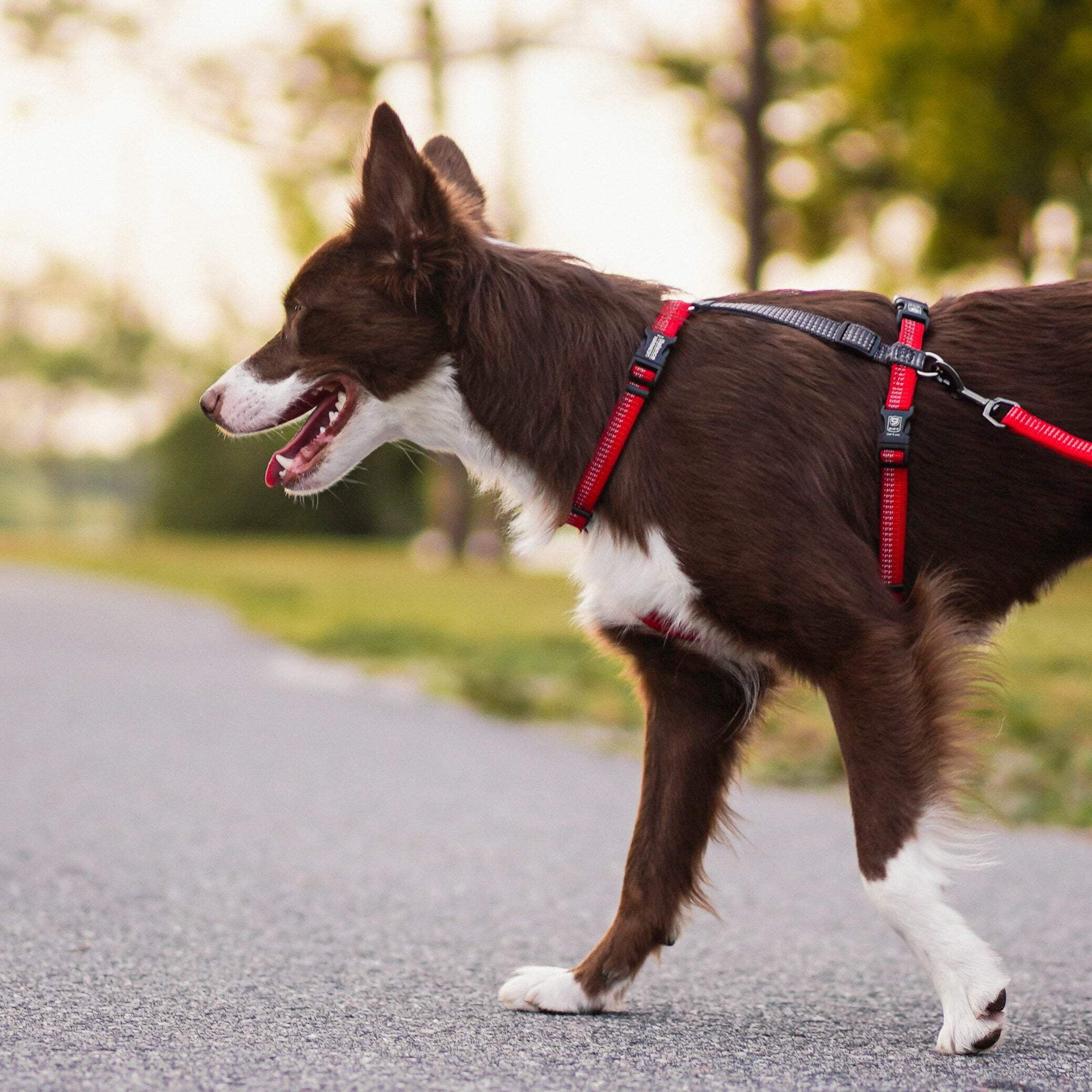 Blue-9 Reflective Buckle-Neck Balance Harness, Fully Customizable Fit No-Pull Harness with 3M Reflective Stitching, Ideal for Dog Training and Obedience, Made in The USA, Red, Medium/Large