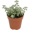 thumbnail image 3 of Silver Stunner Pilea (Pilea libanensis) in Live Plant in 2 Inch Pot – Petite, Shimmering Foliage for Easy Indoor Décor, 3 of 5