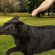 thumbnail image 1 of Collares de entrenamiento para perros, suministros para mascotas, repuesto profesional, multifuncional, práctico, cuerda de nailon, accesorio negro 40 centímetros, 1 of 9
