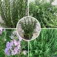 thumbnail image 4 of 06 Rosemary Plants Live for Indoors, Fragrant Herbs Live Plant Indoor Outdoor Spring Planting, 4-8" in Tall, No Pot, (Fast-Growing Rosemary), 4 of 6