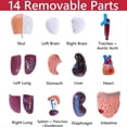 thumbnail image 3 of Human Anatomy Study Models - 15-Piece Removable 11-Inch Human Torso Anatomy Model with Internal Organs for Students, 3 of 7