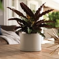 thumbnail image 2 of Bloem Mathers 6" Plastic Planter - Modern Indoor Pot with Drainage Holes and Saucer Tray, Pebble Stone, 2 of 6