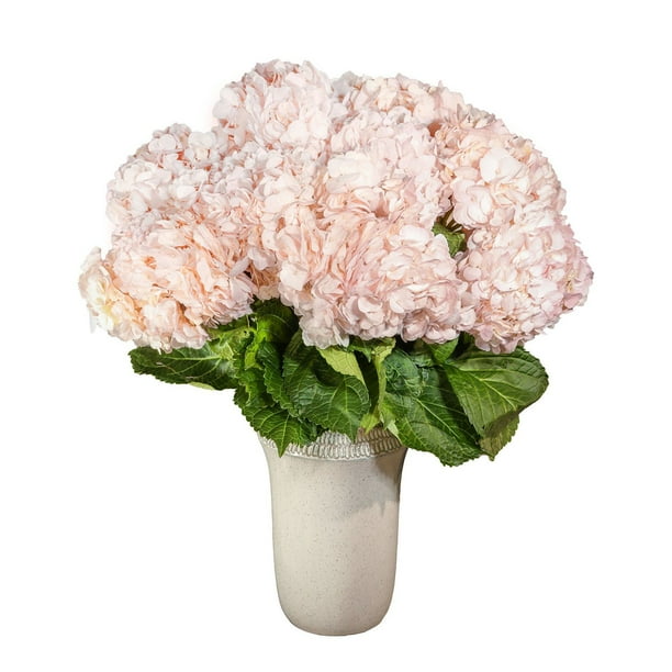☆hydrangea☆さま 専用です Member's Mark Color Enhanced Hydrangeas, Bridal Pink, 20