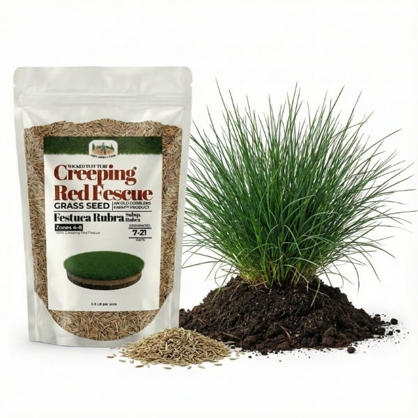 Old Cobblers Farm™ Wicked Tuff Turf Creeping Red Fescue (Grasses) (5 lbs | 10 lbs | 15 lbs | 20 lbs) (20lbs)