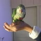 thumbnail image 5 of Pañal para pájaros, pañales de tela de bolsillo, reutilizables, lavables, ajustables para periquitos XS jinwen Parrot Bird Diaper, 5 of 8