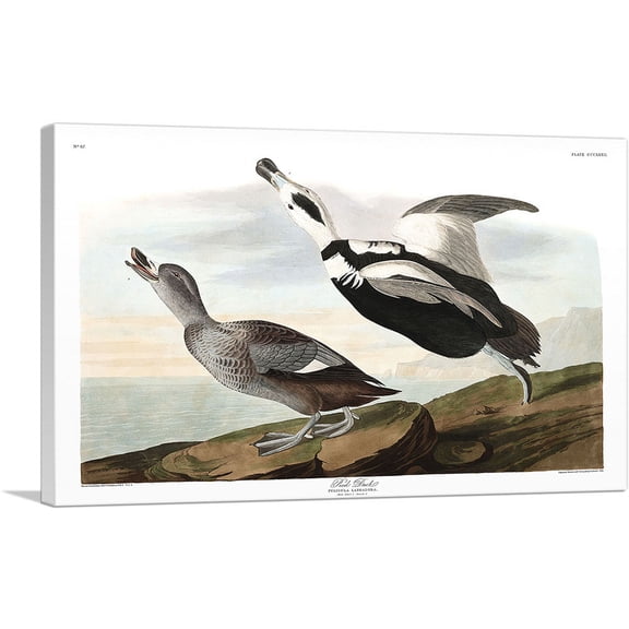 ARTCANVAS Pied Duck Canvas Art Print by John James Audubon - Size: 40" x 26" (0.75" Deep)