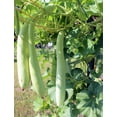 thumbnail image 4 of TomorrowSeeds - Cucuzza Squash Seeds - 10+ Count - For 2026 Planting Lagenaria siceraria Cucuzzi, 4 of 11