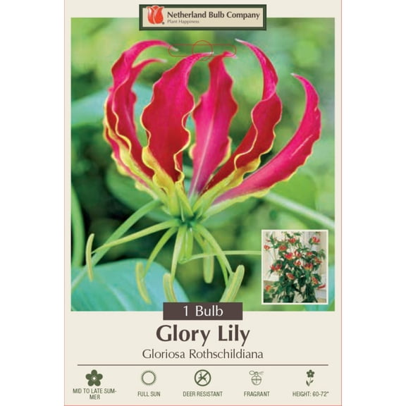 Gloriosa Rothschildiana Lily 1 Bulb - Crimson Red/Yellow - Climbing Lily