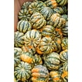 thumbnail image 6 of 15 Seeds CARNIVAL SQUASH Winter Cucurbita Pepo Vegetable Seeds, 6 of 11