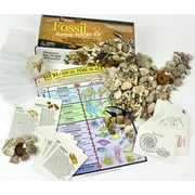 Fossil Collection Sorting Activity Kit with over 100 Pcs (more than 20 different fossil varieties!), Educational ID Sheet, Color ID Cards, Bags, Magnifying Glass, and Shark Teeth, Dancing Bear Brand