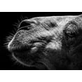 thumbnail image 2 of Sultan 18x14 White Modern Wood Framed Museum Art Print Titled - Camel, 2 of 4