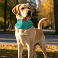thumbnail image 5 of Cyan M Dog Cooling Bandana – Instant Cooling Ice Scarf, Neck Cooler Wrap for Small Medium Large Dogs, Summer Heat Relief, Prevent Sunstroke, 5 of 5