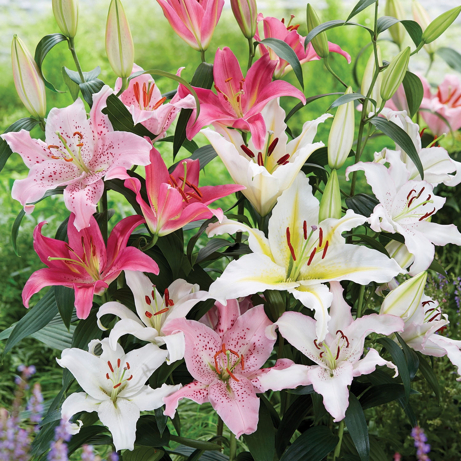 Van Zyverden Lily Oriental Mix, Dormant Bulb, Partial Sun, Multi