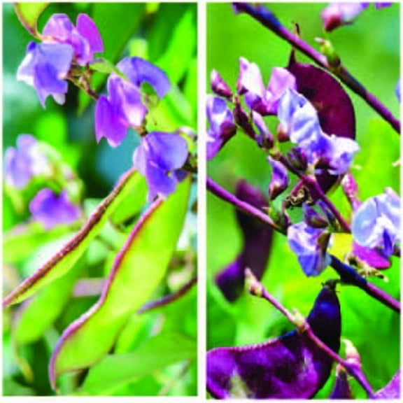 Mix of Green and Red Leaved Hyacinth Bean Vine Seeds - 200 Seeds