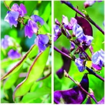 Mix of Green and Red Leaved Hyacinth Bean Vine Seeds - 200 Seeds