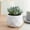 A, variant on WZXPWT Mini Artificial Plant, Fake Plants in Plastic Pots for Indoor Office Home Decor (1 PCS)