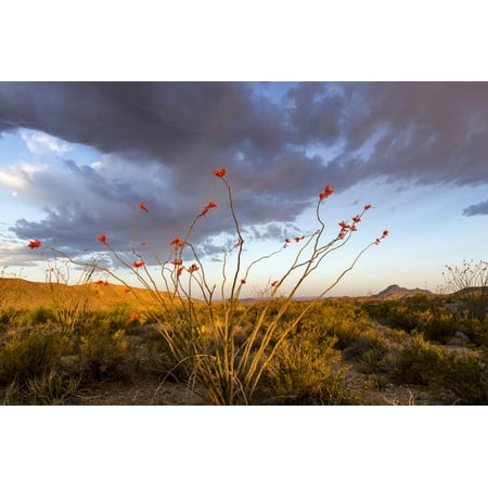 Ocotillo in Bloom at Sunrise in Big Bend National Park, Texas, Usa Print Wall Art By Chuck