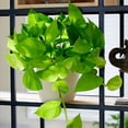thumbnail image 3 of Pothos Golden Live Plant for Indoor | Different Houseplants in 4'' & 6'' Pot | Real House Plant for Living Room, Office, Desk & Bathroom | Epipremnum Aureum | Devil's Ivy, 3 of 6