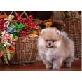 thumbnail image 3 of Bordado de diamantes redondos y cuadrados, animales de perro Spitz, bricolaje, pintura de diamante 5D, punto de cruz, diamantes de imitación, decoración del hogar, FS6607, 3 of 5