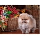 thumbnail image 3 of Bordado de diamantes redondos y cuadrados, animales de perro Spitz, bricolaje, pintura de diamante 5D, punto de cruz, diamantes de imitación, decoración del hogar, FS6607, 3 of 5