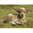 thumbnail image 3 of Hi-Line Gifts Baby Lamb Lying Down Outdoor Garden Statue - 9.25", 3 of 8